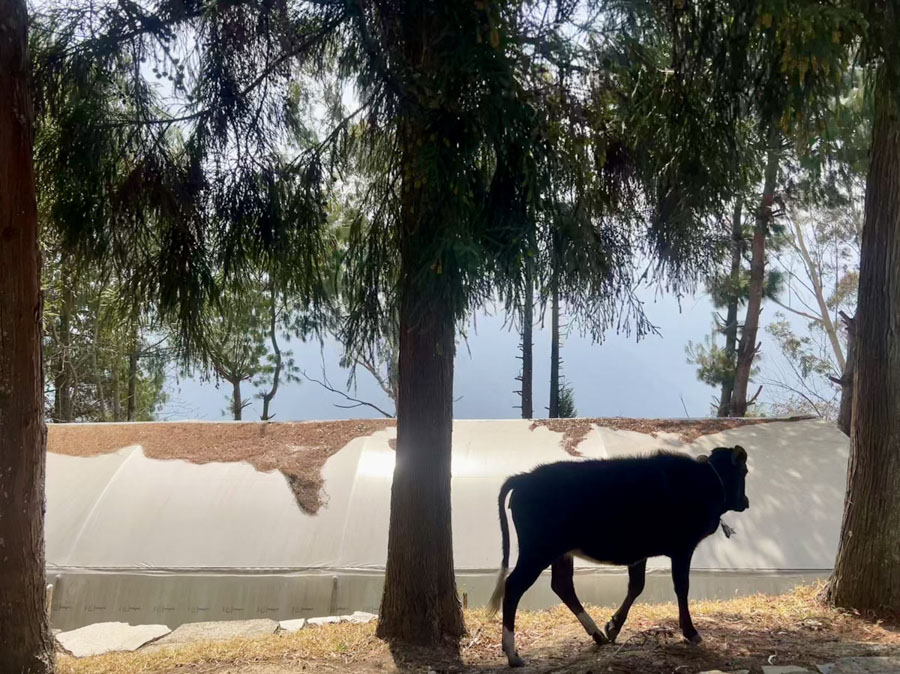 Cow grazing by the greenhouse