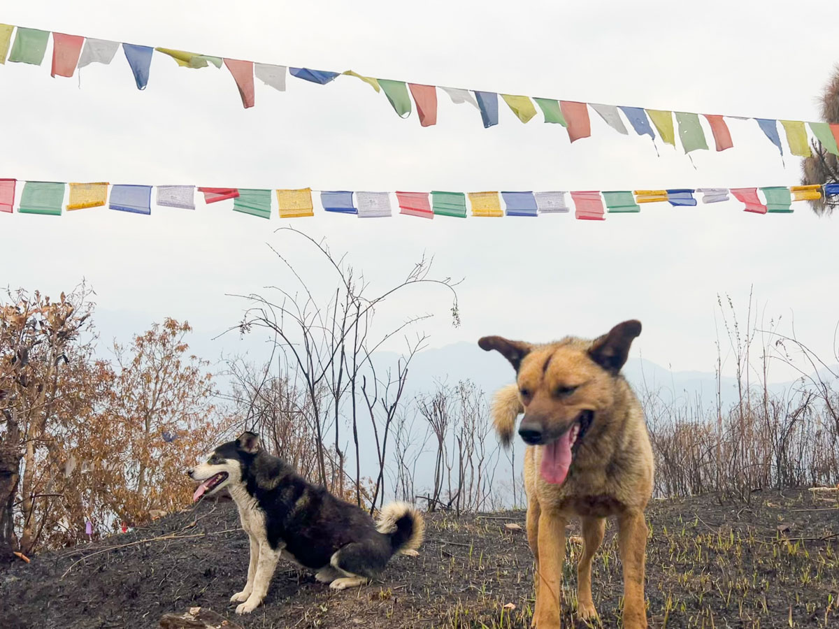 Jhamtse dogs